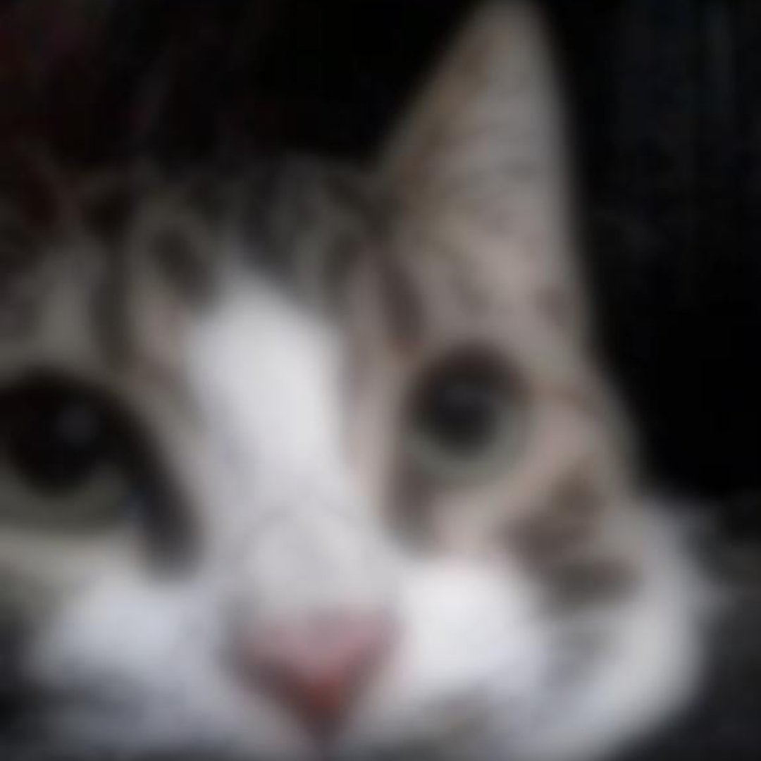 Moge_koh's tweet photo. Miren zorritas mi gato 🥰 https://t.co/fEdXg2OdxH