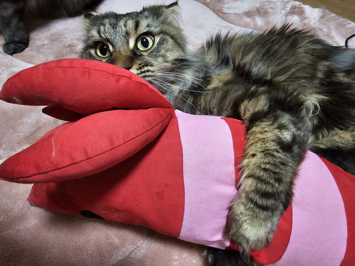 noaandran's tweet photo. マタタビキメてる顔😂
#猫 #メインクーン https://t.co/zKrV0WEdOg
