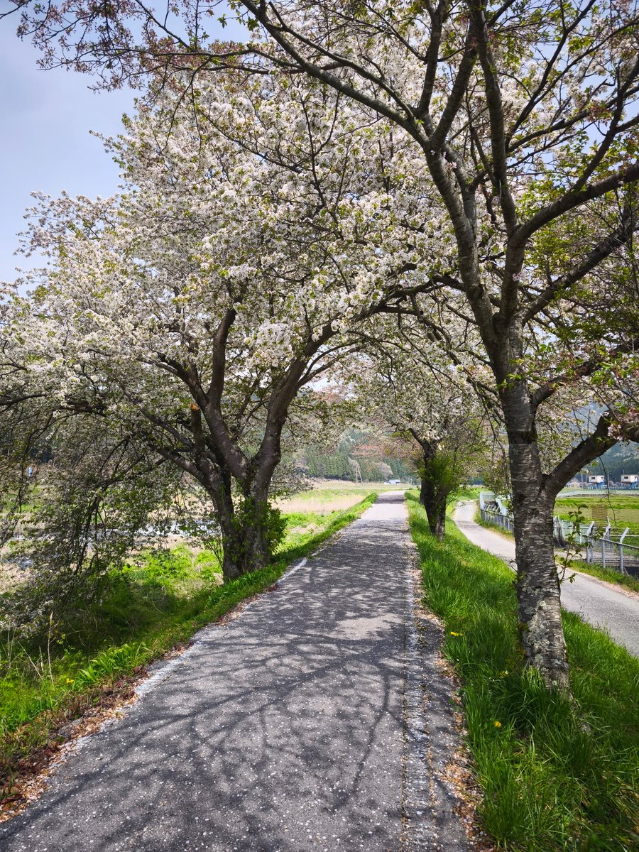 久々の今日のお散歩。

かなり葉桜になってきた。花びらがたくさん飛んでる😂

GWまであと1週間。余裕持っていきたいもんや🥳