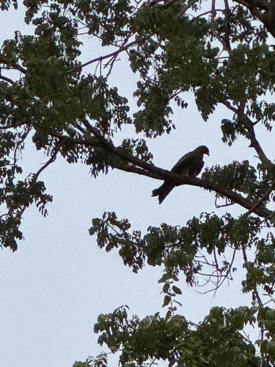 sumitakale's tweet photo. Saturday early morning rush hour #Pune4
Using app Merlin to identify birds
There’s one silent Black Kite high above
@OldWonk @alwrites https://t.co/1gPjfmBhxa
