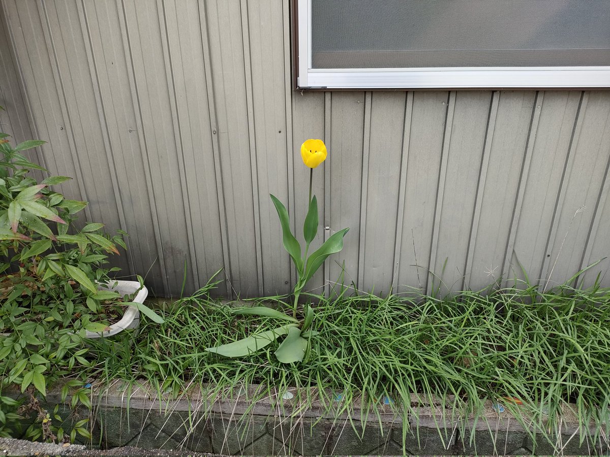 今年も、ひっそりと咲いています。