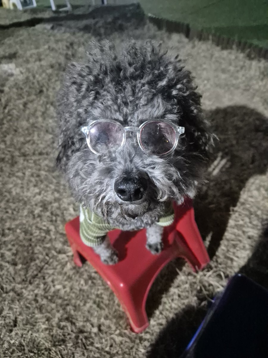 Pu✧ʕ̢̣·͡˔·ོɁ̡̣✧ tweet media