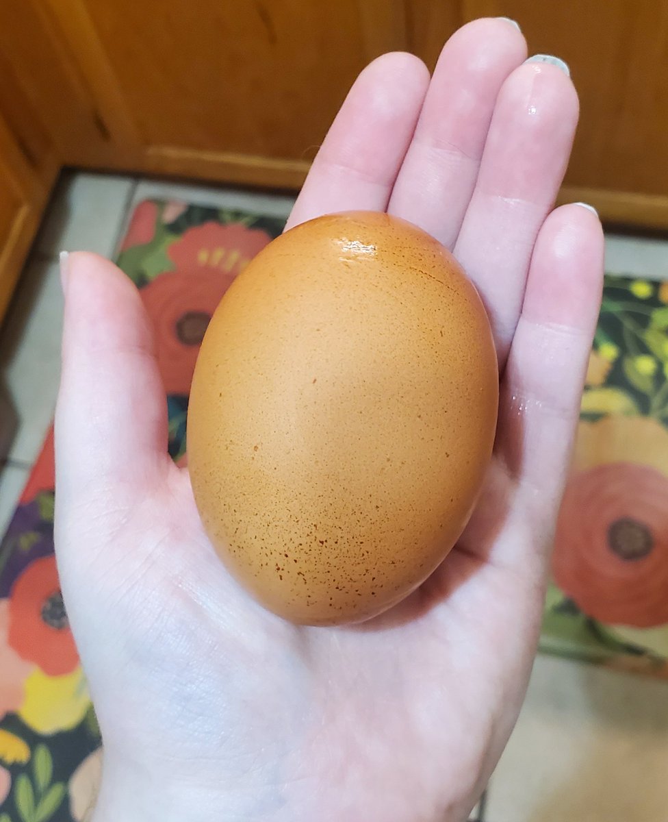 ScoutVincent's tweet photo. Big egg https://t.co/WSoLK5UoeJ