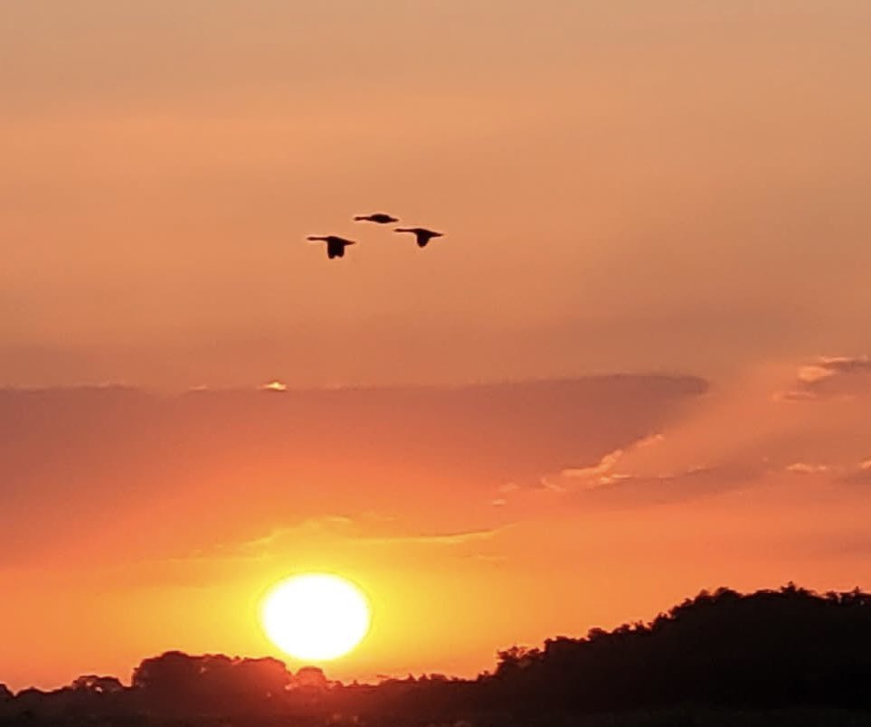 #Goedemorgen #zaterdag

Zo'n zin in deze dag: 60klm #mountainbiken in Loonse en Drunense Duinen. We blijven tot de zon in dat prachtige gebied ondergaat; net als de vorige keer toen ik deze foto schoot😍. 

#Fijnweekend💋

#nature #sunset