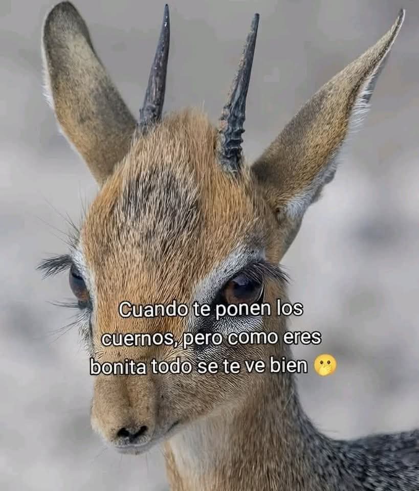 ♡Digna Lobo♡ tweet media