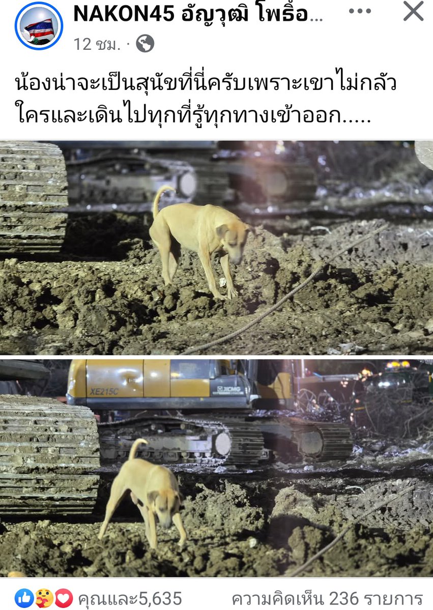 LUStVyKVKN6srFR's tweet photo. 👍👍🐕สุดยอดน้องหมาจร 
แม้ไม่ใช่สุนัขK9 แต่น้องหมาตัวนี้ ช่วยค้นหามาตลอดช่วงตึกถล่ม มีบางเพจ แจ้งว่าช่วยค้นหาได้ 2 ราย เก่งมาก ค่ะ 👏👏🐕😊

#ทีมกู้ภัยค้นหาตึกถล่มแผ่นดินไหว
#น้องหมาจรผู้กล้าหาญ🐕

GolfyTT☕ https://t.co/1V7g9a7JQH
