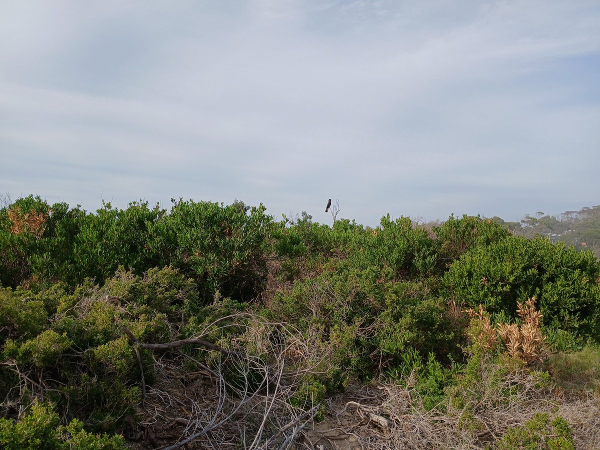 Terrible photo I know but can anyone identify this large black bird, south coast NSW?
birds #WildOz #Ozbirds #Birdwatching #Australia