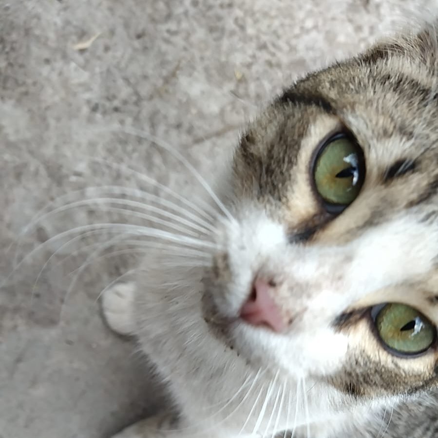 Moge_koh's tweet photo. @factosuelo Por su poio quesi, tengo 20mil videos de mi gato porq está bien guapetón https://t.co/nMz4I32ikf