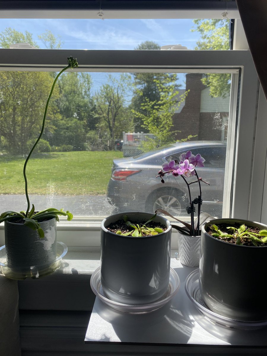 gaatuleba's tweet photo. had to say goodbye to one of the venus plants (gone to a new home) BUT I GOT A BABY ORCHID https://t.co/fjDD2Jv2xi
