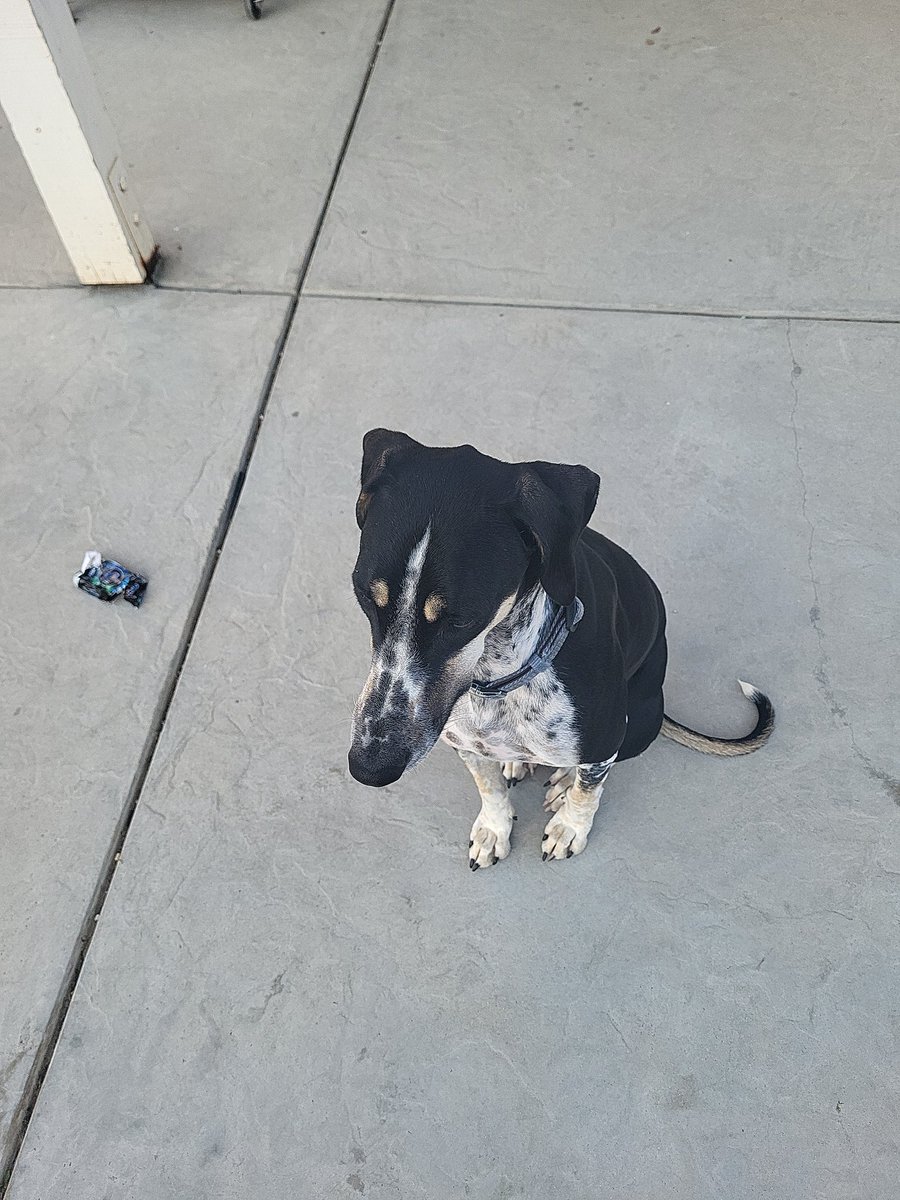spncrfldmn's tweet photo. dog of constant sorrow https://t.co/DC10mjKVSs