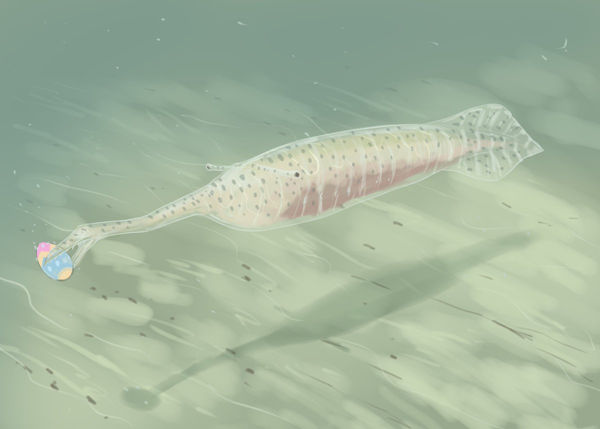 Rhydian_Kroft's tweet photo. Some Easter treats for the creatures this #paleostream, Tullimonstrum, Ornithosuchus, Xerces blue &amp; Ninjemys. https://t.co/4OGQkjmOYd