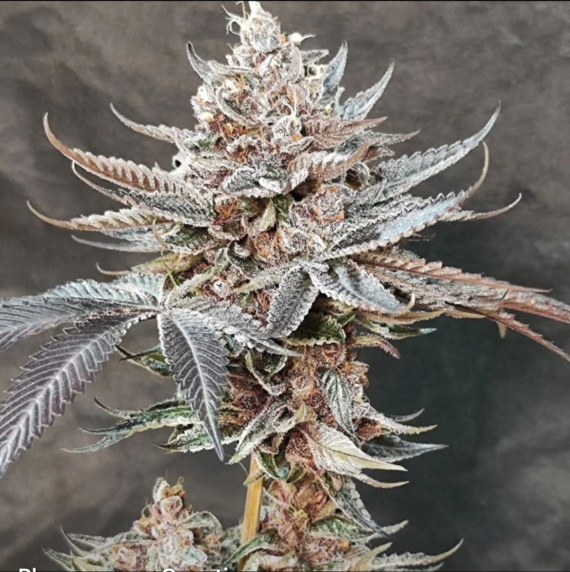 Fernand49034227's tweet photo. Re-LocoZ
#ganja #hibrid #sinsemilla https://t.co/zrUynhTdUc