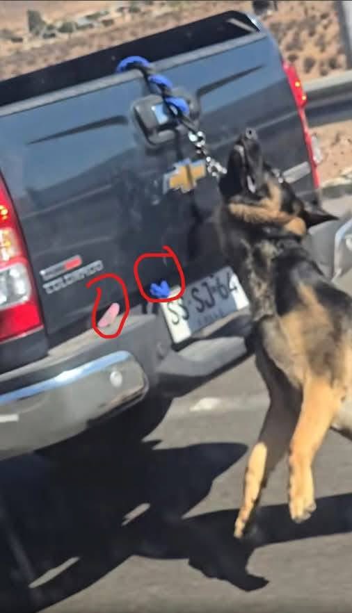 IngridcitaEsp's tweet photo. Que daño te pudo haber hecho un animal, para hacer esto L4cra de porquería que todo se te devuelva en esta vida!!! Hasta cuando pena de cárcel para este Mal P4rido!!! #Copiapo #MaltratoAnimal #LeyCholito @GabrielBoric https://t.co/6q3e4npg3y
