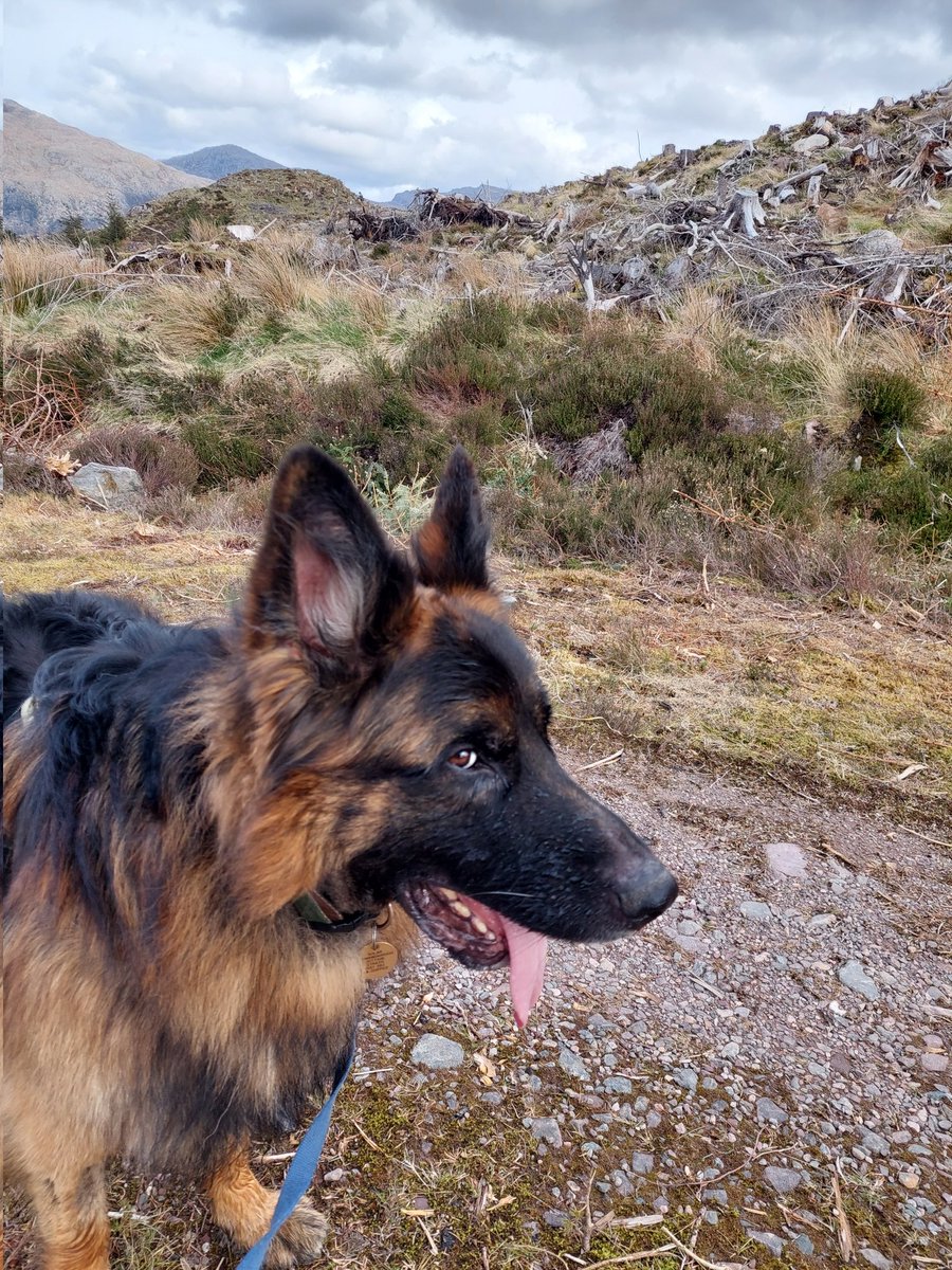 Sue...GSD Mum 🏴🐾🐦🐦🐦🐦🐦🐦 tweet media