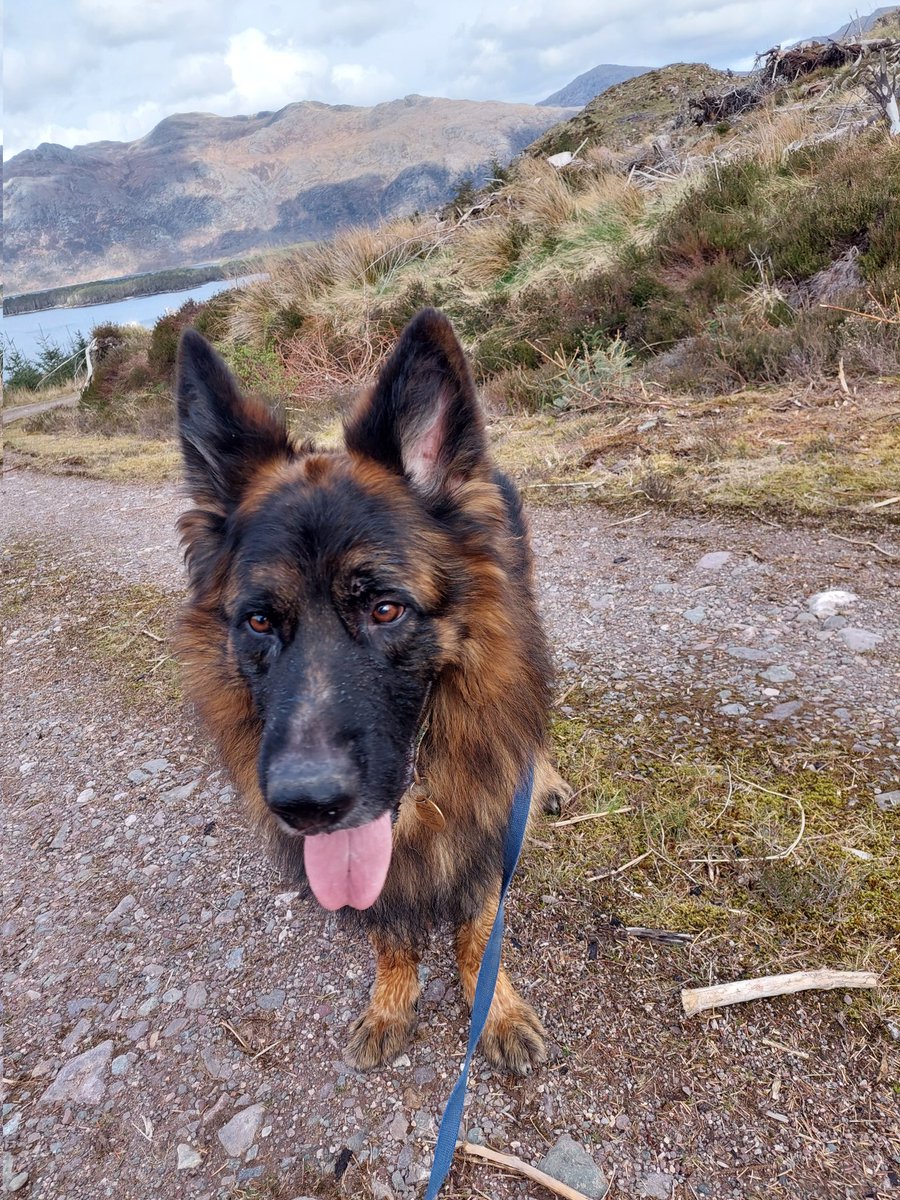 Solars results are back from his cancer surgery...its not squamous cell carcinoma as 1st suspected but ameloblastoma, a benign tumour!!!...to say we are relieved is an understatement 🎉🎉🎉...now for him to heal after the surgery &amp; enjoy life 🌞🐾🐾