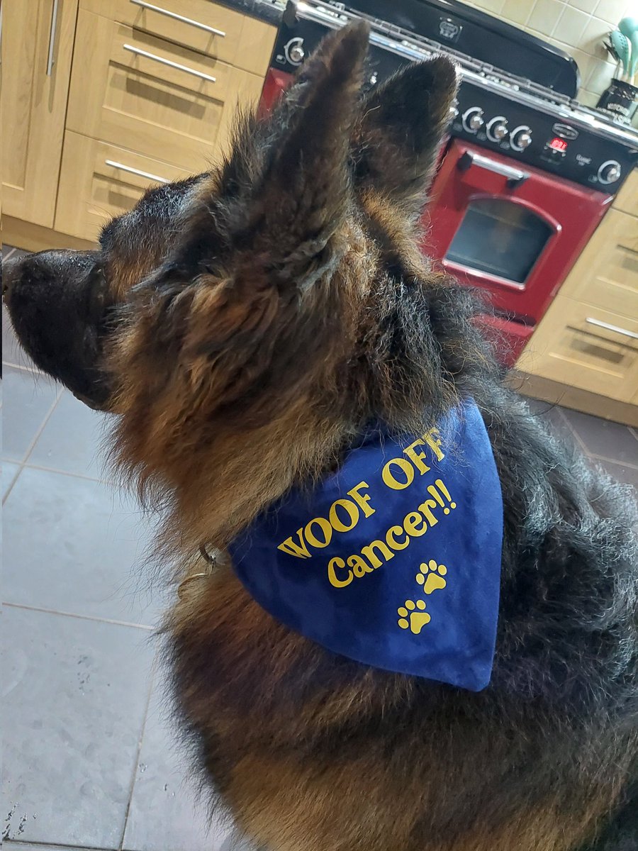 Sue...GSD Mum 🏴🐾🐦🐦🐦🐦🐦🐦 tweet media