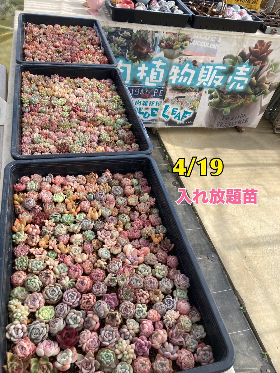 blueleaf444 tweet picture