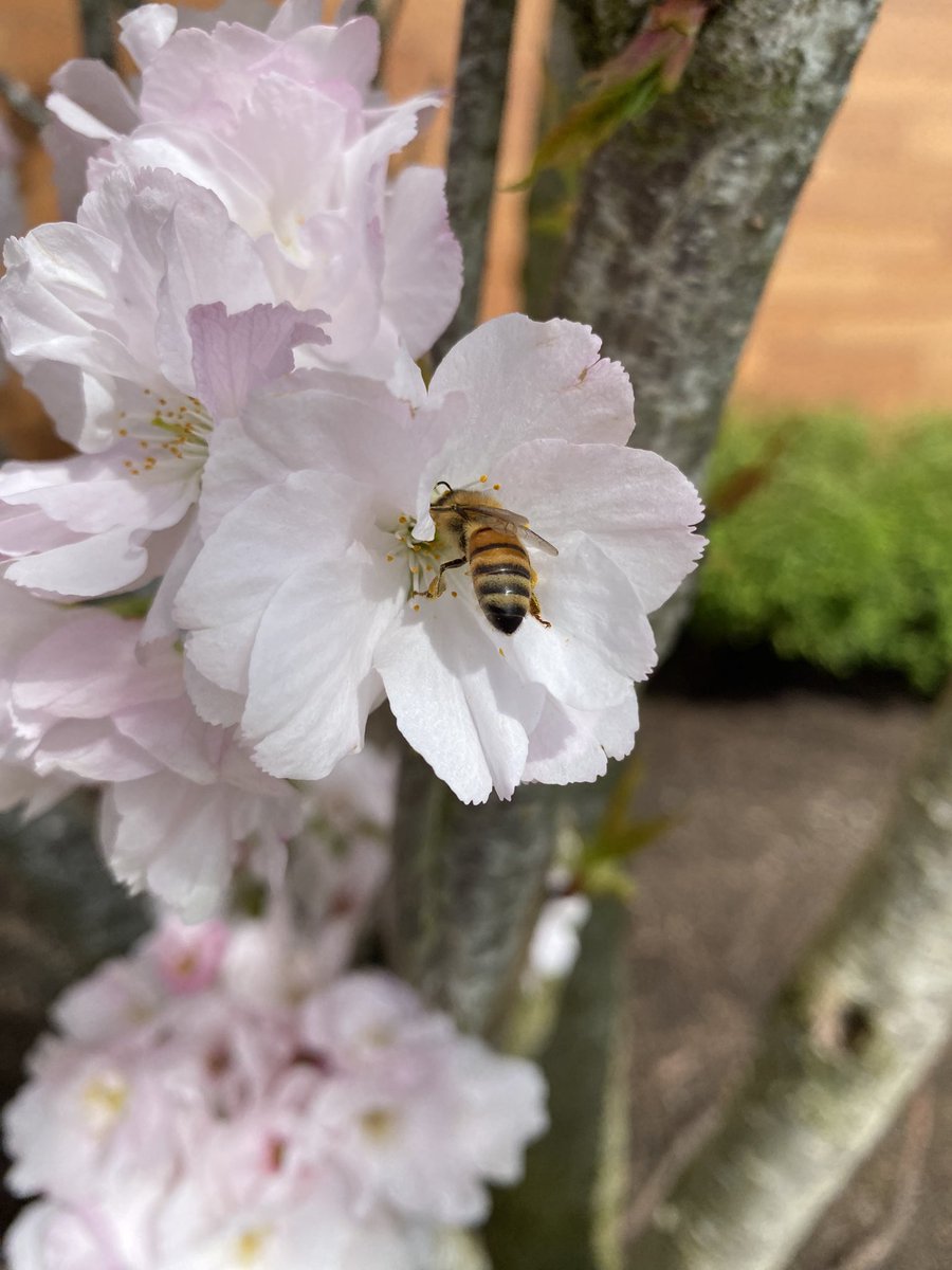 jennemy1's tweet photo. 🐝🌸 https://t.co/M9bqkraKu6