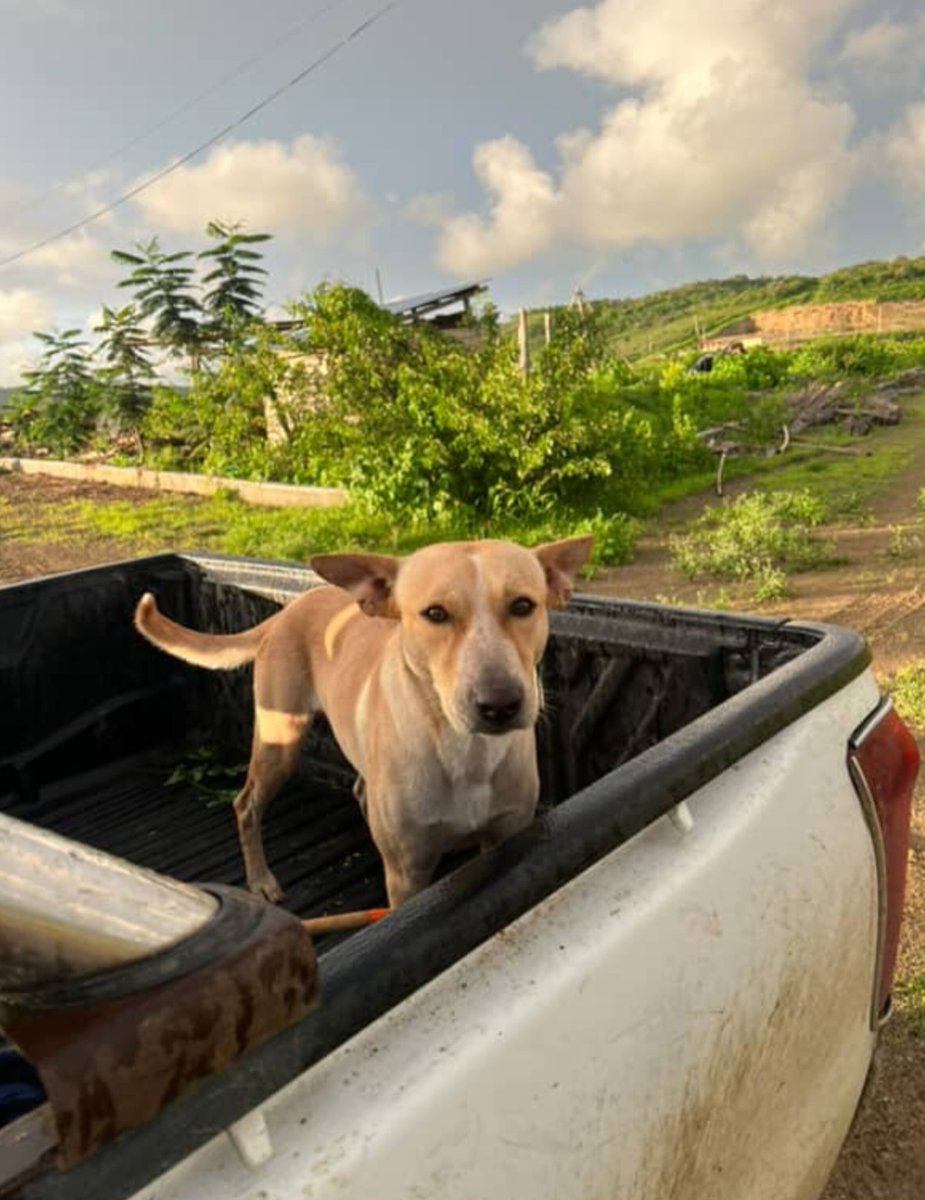 #PERDIDO #GUAYAQUIL
Nombre: #HACHI 
Fecha: 2025-04-18
Sector: Norte, Miraflores calle cuarta 11 y Guayas 
Sexo: Macho
Raza: Mestizo
Obsv.: Orejas bien paradas y patas largas 
Contacto: 0983878248
¡Ayúdalo a volver con su familia!
#AlertaMePerdí