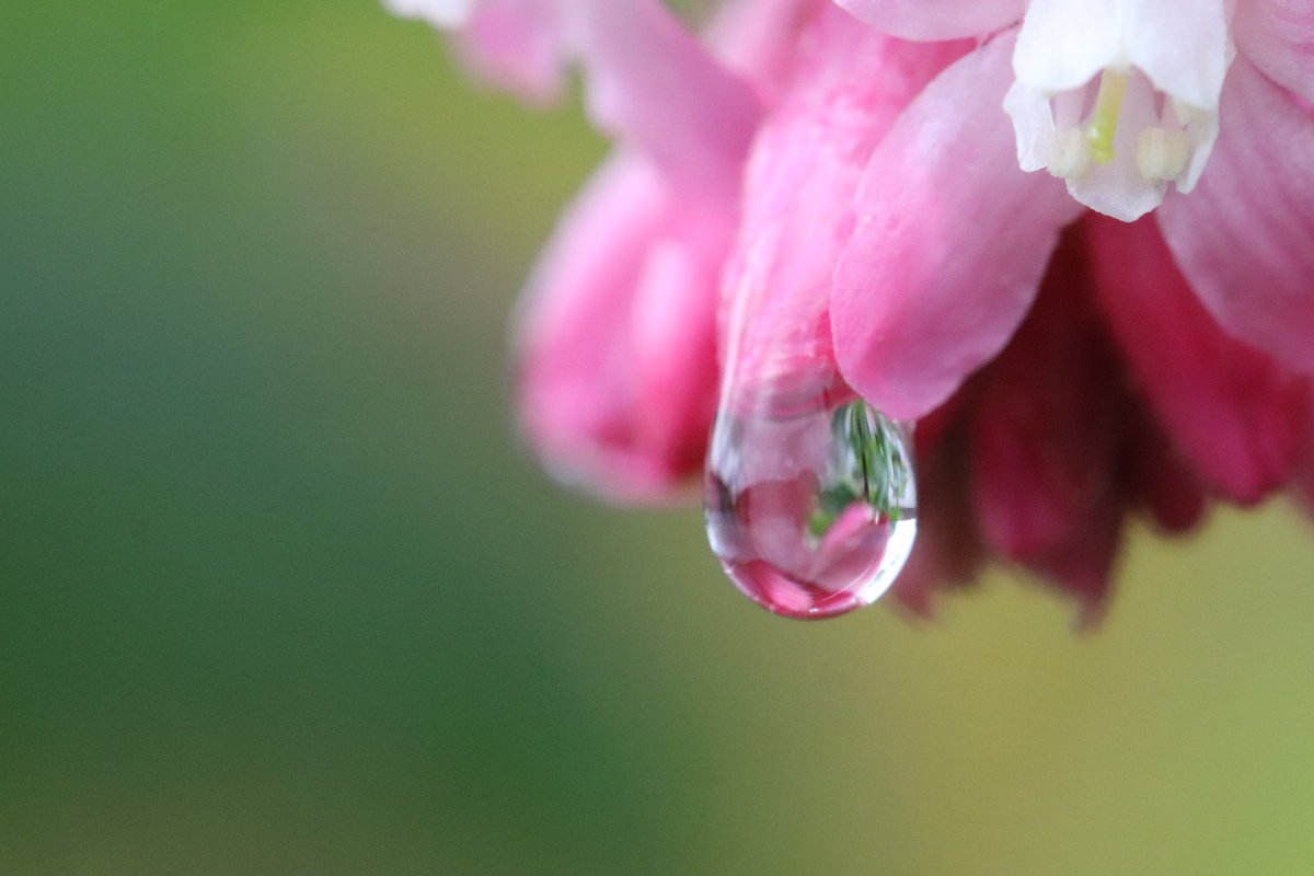 chris40851's tweet image. Ribes in garden
#raindrop #photography