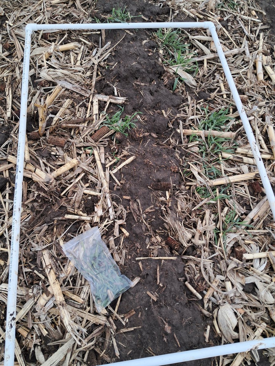 Today, I got to harvest some cover crops before we terminate to see how much grew and if biomass relates to water quality. We have a perrenial cover crop, some we drilled after harvest, and some we hand seeded at the end of August.
