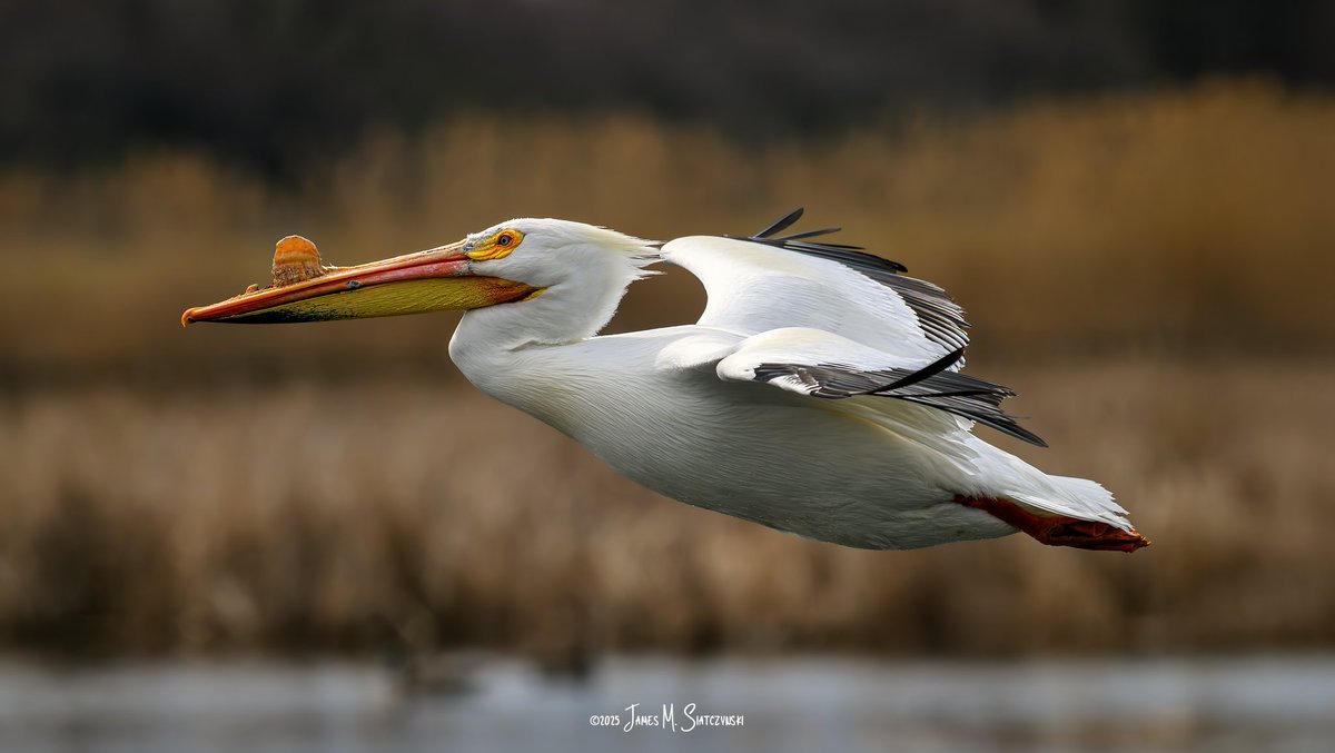 James Siatczynski (@jsiatczy) on Twitter photo American White Pelican - Erie Marsh Preserve, Erie, Michigan
<a href="/PureMichigan/">Pure Michigan</a> <a href="/NikonUSA/">NikonUSA</a> <a href="/MichiganDNR/">Michigan Department of Natural Resources</a> <a href="/USFWSMidwest/">Archived: USFWS Midwest Region</a> <a href="/TNCMichigan/">The Nature Conservancy in Michigan</a> #americanwhitepelican #pelican American White Pelican - Erie Marsh Preserve, Erie, Michigan
<a href="/PureMichigan/">Pure Michigan</a> <a href="/NikonUSA/">NikonUSA</a> <a href="/MichiganDNR/">Michigan Department of Natural Resources</a> <a href="/USFWSMidwest/">Archived: USFWS Midwest Region</a> <a href="/TNCMichigan/">The Nature Conservancy in Michigan</a> #americanwhitepelican #pelican