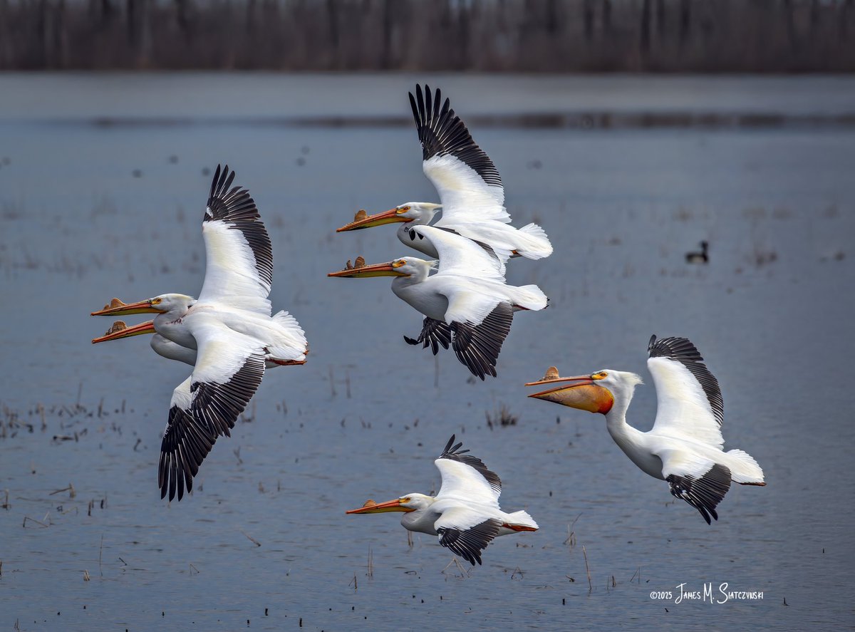 James Siatczynski (@jsiatczy) on Twitter photo American White Pelican - Erie Marsh Preserve, Erie, Michigan
<a href="/PureMichigan/">Pure Michigan</a> <a href="/NikonUSA/">NikonUSA</a> <a href="/MichiganDNR/">Michigan Department of Natural Resources</a> <a href="/USFWSMidwest/">Archived: USFWS Midwest Region</a> <a href="/TNCMichigan/">The Nature Conservancy in Michigan</a> #americanwhitepelican #pelican American White Pelican - Erie Marsh Preserve, Erie, Michigan
<a href="/PureMichigan/">Pure Michigan</a> <a href="/NikonUSA/">NikonUSA</a> <a href="/MichiganDNR/">Michigan Department of Natural Resources</a> <a href="/USFWSMidwest/">Archived: USFWS Midwest Region</a> <a href="/TNCMichigan/">The Nature Conservancy in Michigan</a> #americanwhitepelican #pelican