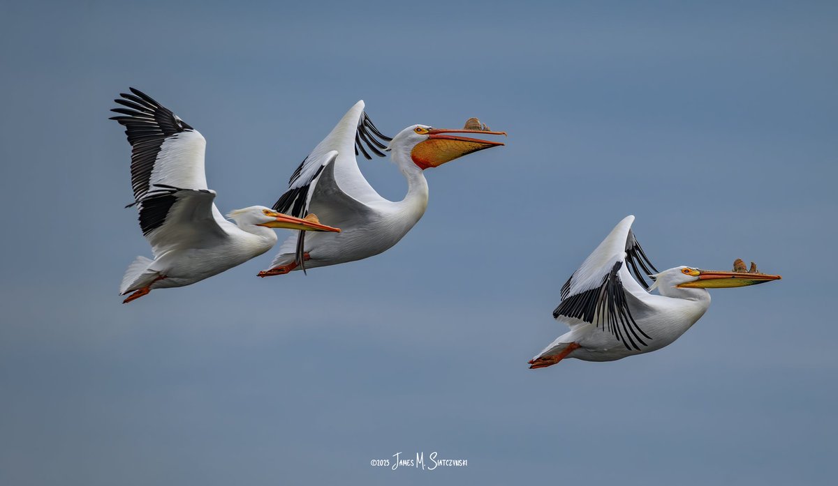 James Siatczynski (@jsiatczy) on Twitter photo American White Pelican - Erie Marsh Preserve, Erie, Michigan
<a href="/PureMichigan/">Pure Michigan</a> <a href="/NikonUSA/">NikonUSA</a> <a href="/MichiganDNR/">Michigan Department of Natural Resources</a> <a href="/USFWSMidwest/">Archived: USFWS Midwest Region</a> <a href="/TNCMichigan/">The Nature Conservancy in Michigan</a> #americanwhitepelican #pelican American White Pelican - Erie Marsh Preserve, Erie, Michigan
<a href="/PureMichigan/">Pure Michigan</a> <a href="/NikonUSA/">NikonUSA</a> <a href="/MichiganDNR/">Michigan Department of Natural Resources</a> <a href="/USFWSMidwest/">Archived: USFWS Midwest Region</a> <a href="/TNCMichigan/">The Nature Conservancy in Michigan</a> #americanwhitepelican #pelican