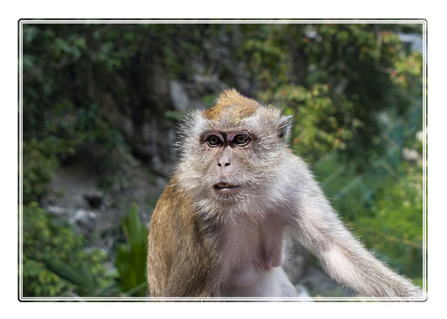 photos_dsmith's tweet photo. A #closeup of a #longtailed #macaque looking for the opportunity of a #meal in the #mahaguruomardin #temple from the #tourists who visit the #Batu Caves @ibatucaves in Malaysia #wildlife #wildlifephotography #monkey #intelligentspecies see more at https://t.co/VilcfnO0ps https://t.co/g39tQnKWl3
