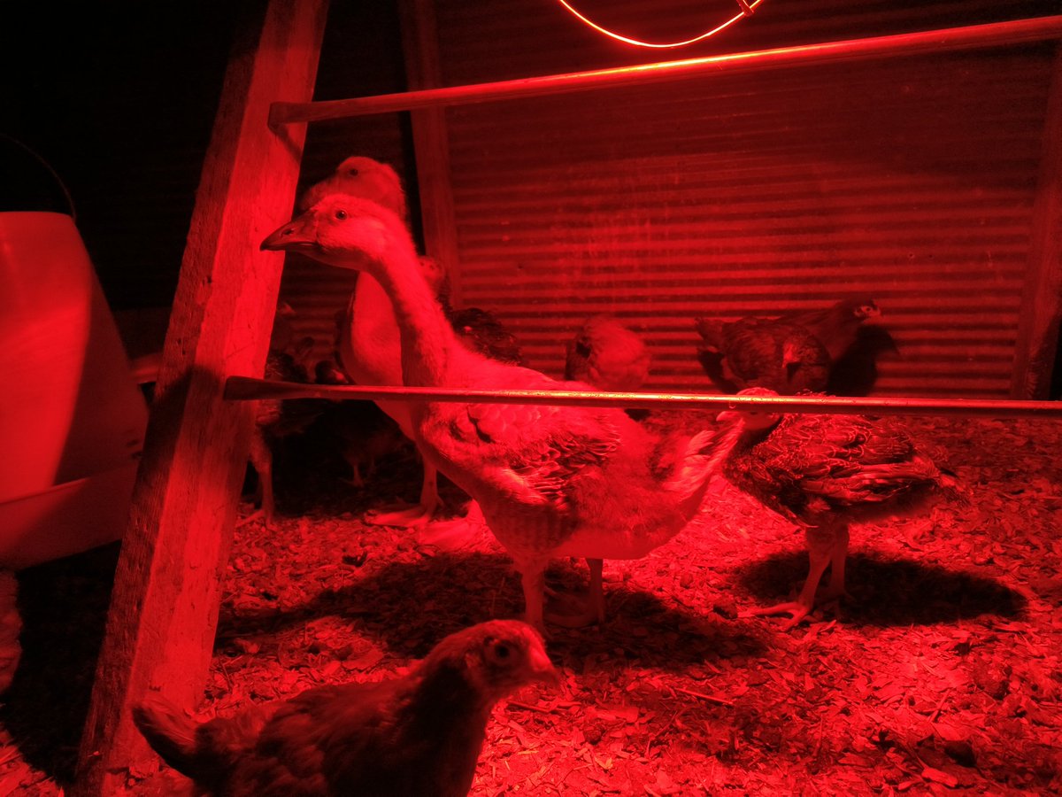 AmandaT1986's tweet photo. They are growing up so fast! I think these #geese are taller every day. The #turkeys have feathers now, as do the #chickens. I haven't convinced them to eat out of my hand but, they're not outright running away now. #misadventureswithamanda #springchicks https://t.co/ldmAvmSWkR