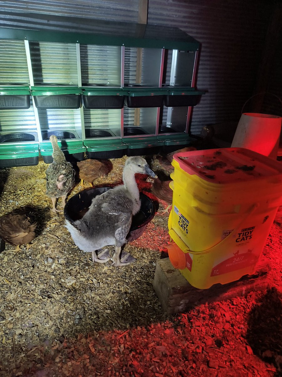 AmandaT1986's tweet photo. They are growing up so fast! I think these #geese are taller every day. The #turkeys have feathers now, as do the #chickens. I haven't convinced them to eat out of my hand but, they're not outright running away now. #misadventureswithamanda #springchicks https://t.co/ldmAvmSWkR