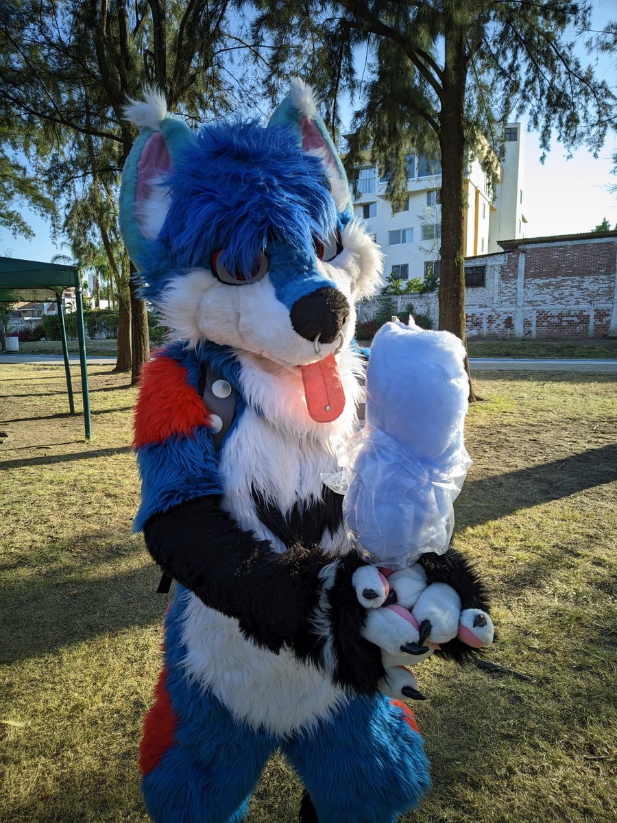 Feliz #FursuitFriday 
Rosquita con algodón de azúcar Rosca felii