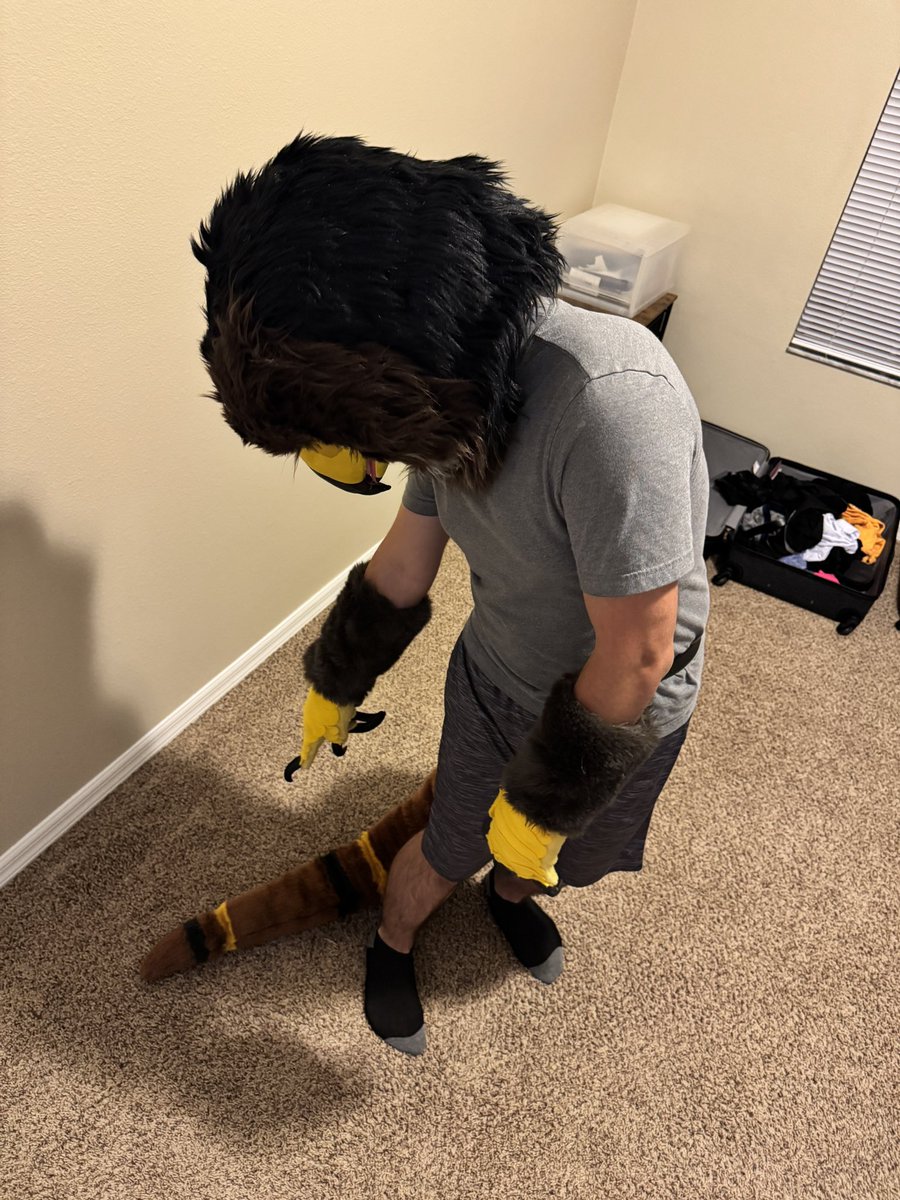 Gildryn the Golden Eagle 🦅 tweet media