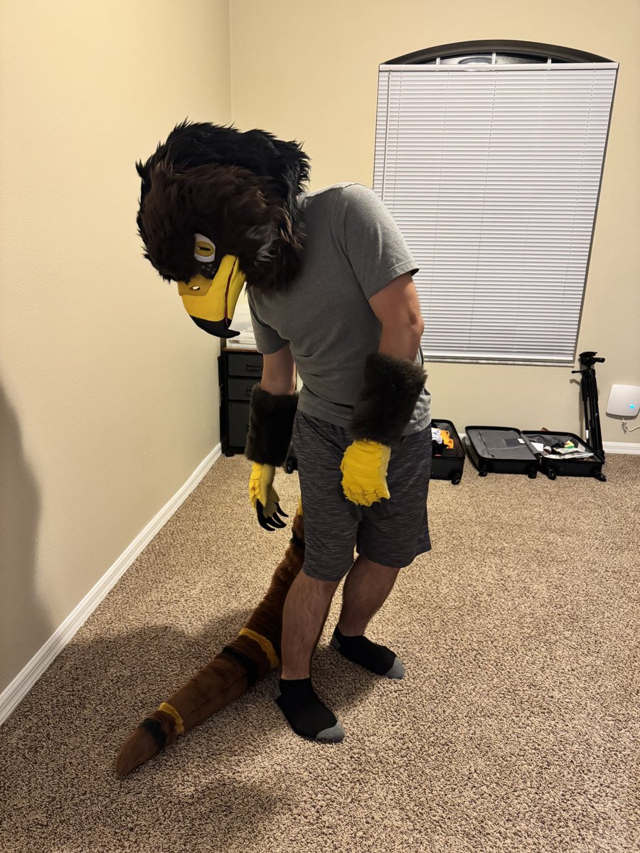 Gildryn the Golden Eagle 🦅 tweet media