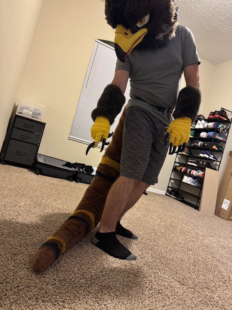 Gildryn the Golden Eagle 🦅 tweet media