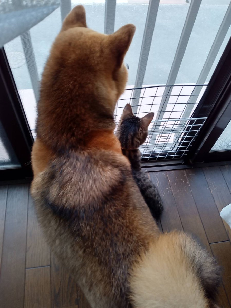 モクちか (@mocmog315) / Posts / X