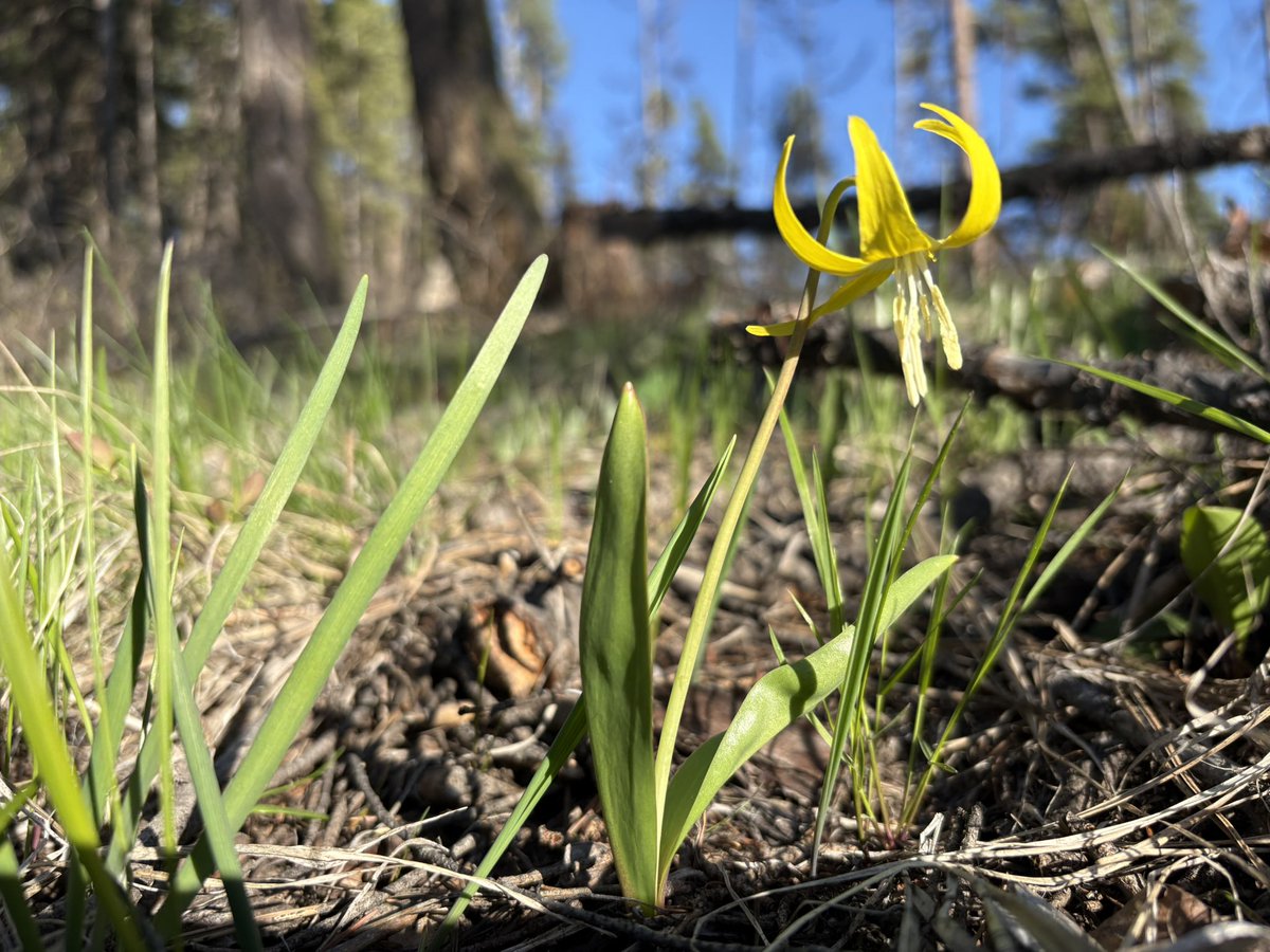 invivocreo's tweet photo. Glacier Lily (Erythronium grandiflorum). Going live on kick - link in bio. 

#kick #botanical #botany #glacier #lily #wild #dirtbag #invivo #invivocreo #livesimply #liveauthentic #crowe #crowefam https://t.co/0mMPsdxLON