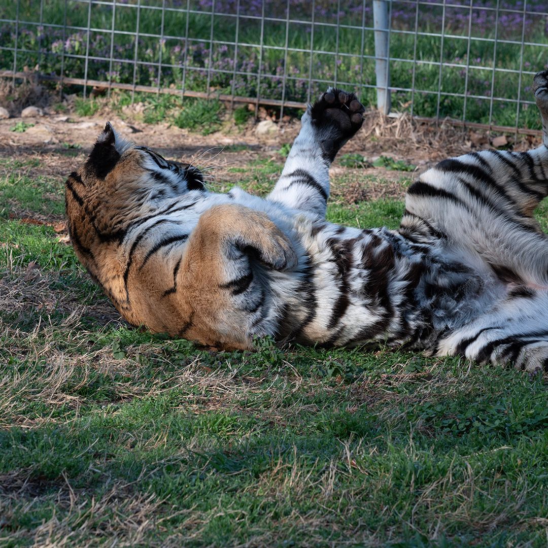turpentinecreek's tweet photo. GOOD NIGHT, Friends, from Jasmine II

#tiger #tigers #bigcats #jasmine #TCWR #TurpentineCreek #GFAS #GlobalFederationAnimalSanctuaries #RescueToRefuge  #Sanctuary #BigCat #Cats #refuge #goodnight #night #nightynite #nitenite #sleeptite #gnite #restwell #goodevening #evening https://t.co/csHpVSsDOL
