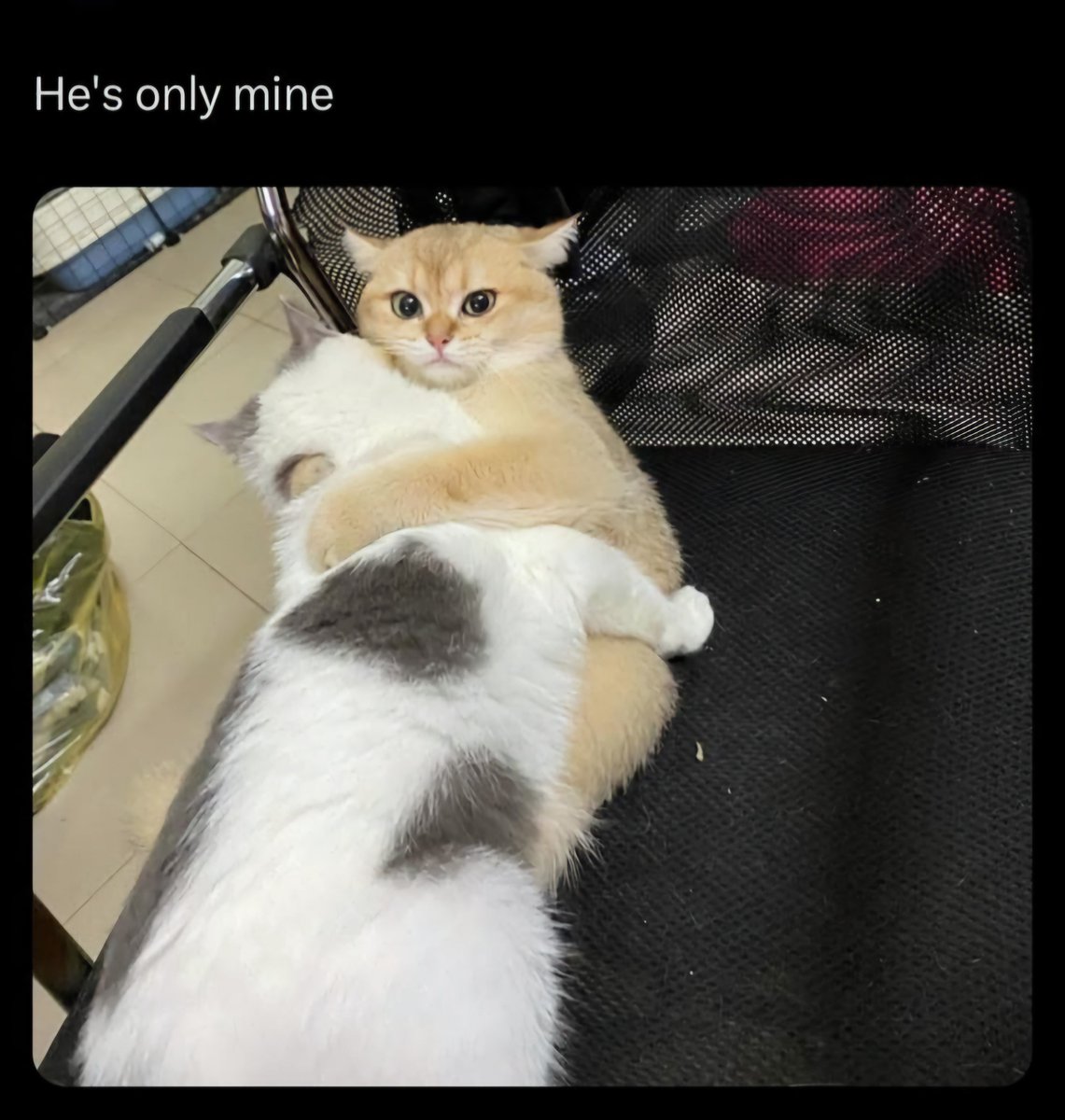 Posts Of Cats (@postsofcats) on Twitter photo 
