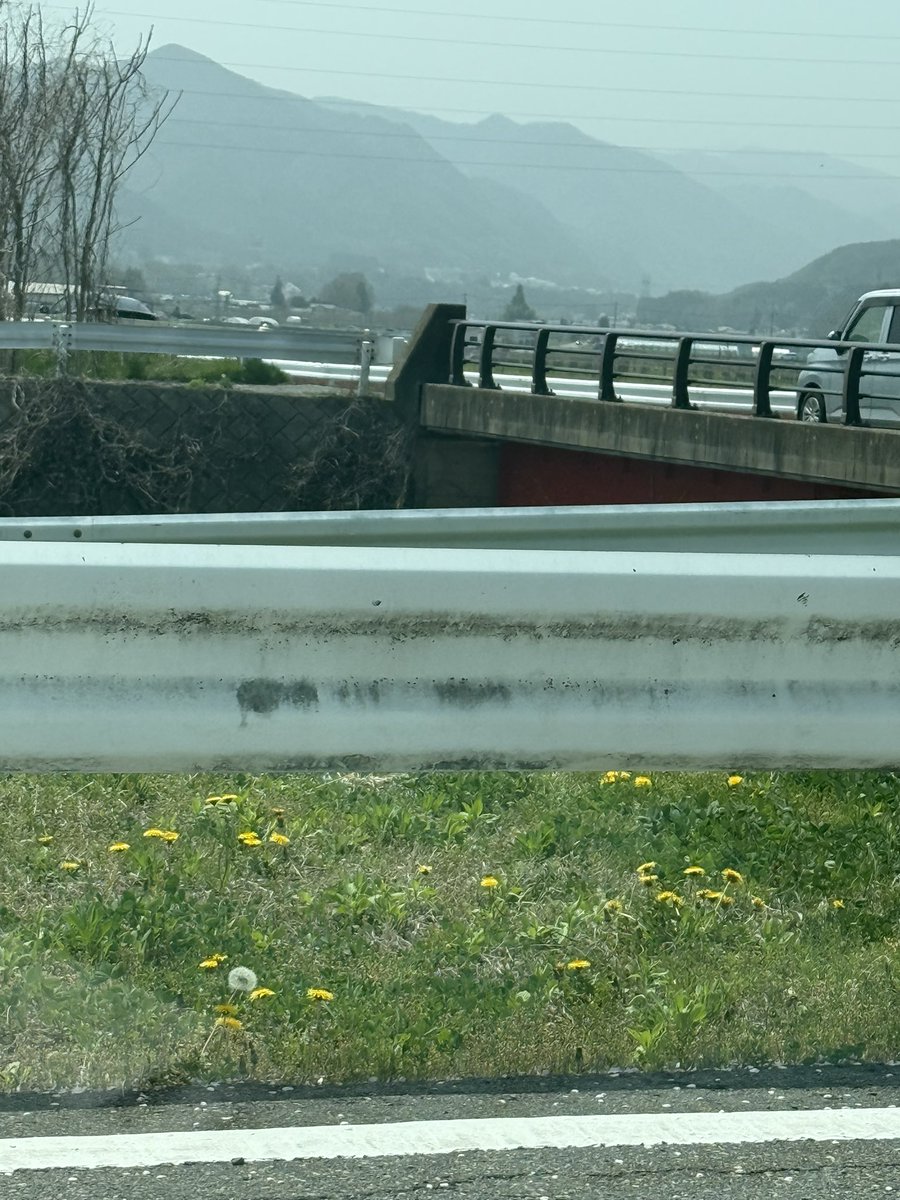 _kimj777's tweet photo. たんぽぽの綿毛見つけたよ！
周りに1つしかなかったらこれからたくさん増えてくね https://t.co/Liij14CCEP