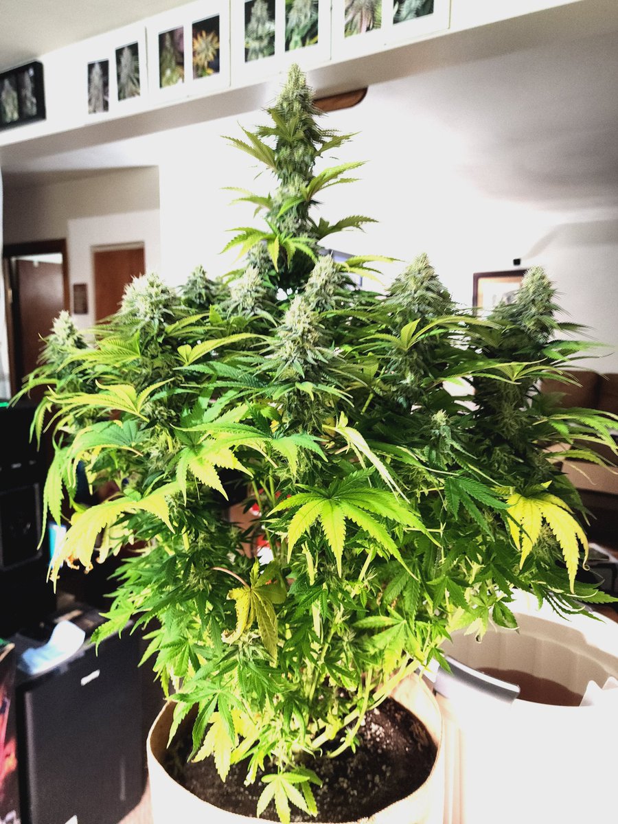 This Limited Edition OG Kush from <a href="/SeedsmanSeeds/">Seedsman</a> is looking absolutely amazing after a short bout of heat stress. Tough as nails and pushing the trichomes hard just to show mother nature who's boss.  #growyourown , <a href="/RemoNutrients/">Remo Brands Inc</a> , <a href="/MarsHydroLight/">Mars Hydro | Since 2009</a>