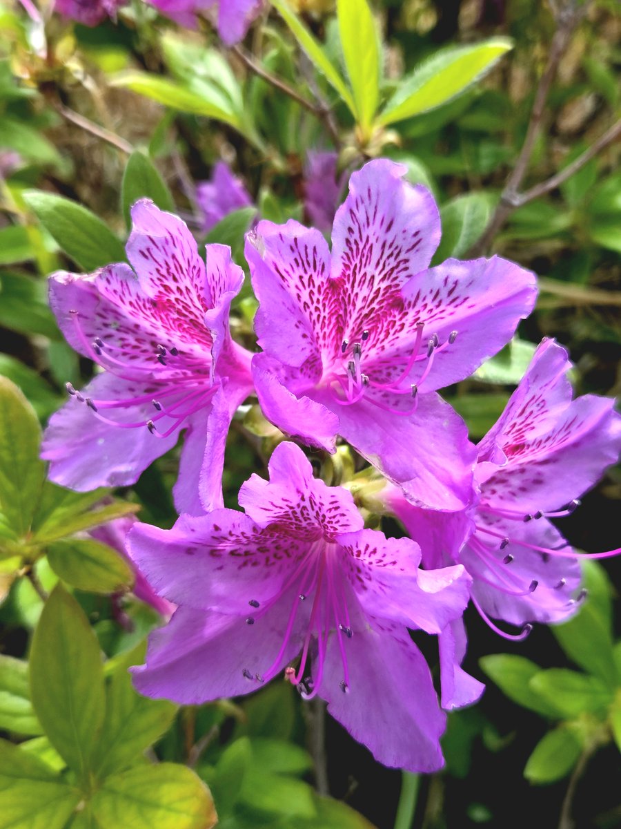 goldrose9090's tweet photo. 🌸"Rhododendron Confusion? Here's How to Spot the Difference"🌼🌿

😊#RhododendronIndicum #RhododendronSchlippenbachii #SpringBlooms #AzaleaSeason #GardenFlowers #SpringInKorea #BotanicalDifferences

🔗https://t.co/uUPU1b1zkU https://t.co/Dmb98oKyil