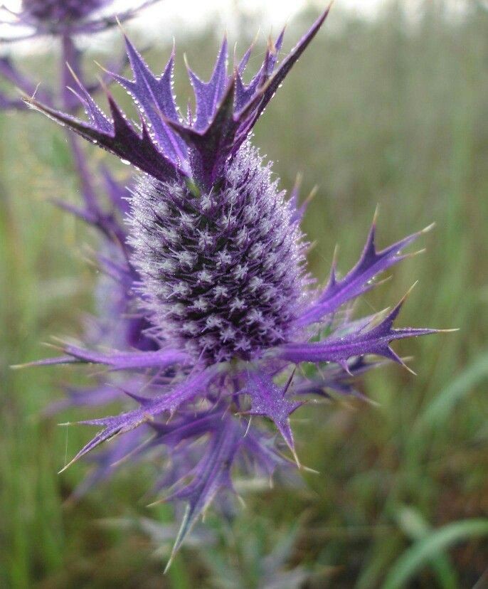 Naturepathway's tweet photo. "A striking purple thistle bloom, showcasing nature’s intricate artistry and wild elegance. 🌸✨ #PurpleThistle #WildflowerBeauty #NatureInFocus #BotanicalCharm #NaturalSplendor" https://t.co/wd3uOl5b6s