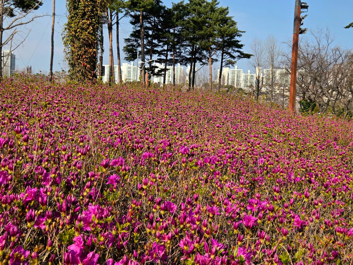 goldrose9090's tweet photo. 🌸"Rhododendron Confusion? Here's How to Spot the Difference"🌼🌿

😊#RhododendronIndicum #RhododendronSchlippenbachii #SpringBlooms #AzaleaSeason #GardenFlowers #SpringInKorea #BotanicalDifferences

🔗https://t.co/uUPU1b11vm https://t.co/Kg9qotXOcs