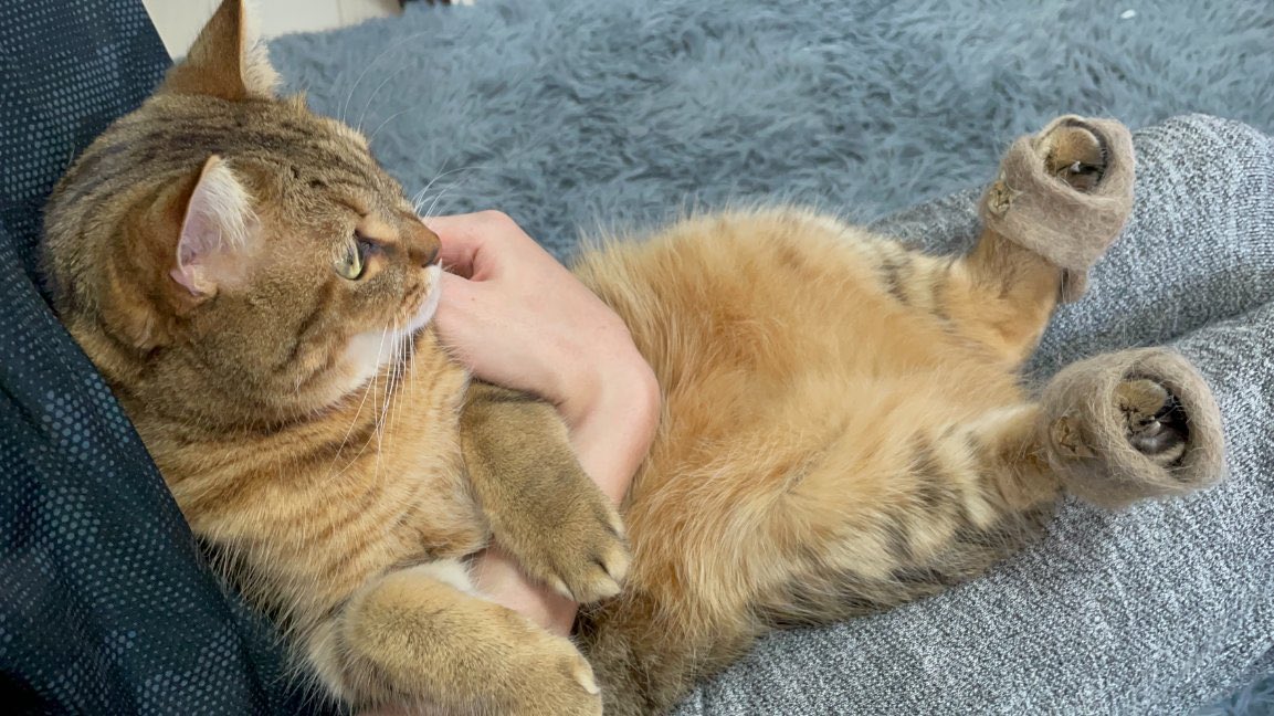 みにら日記-MiniraDiary- tweet media