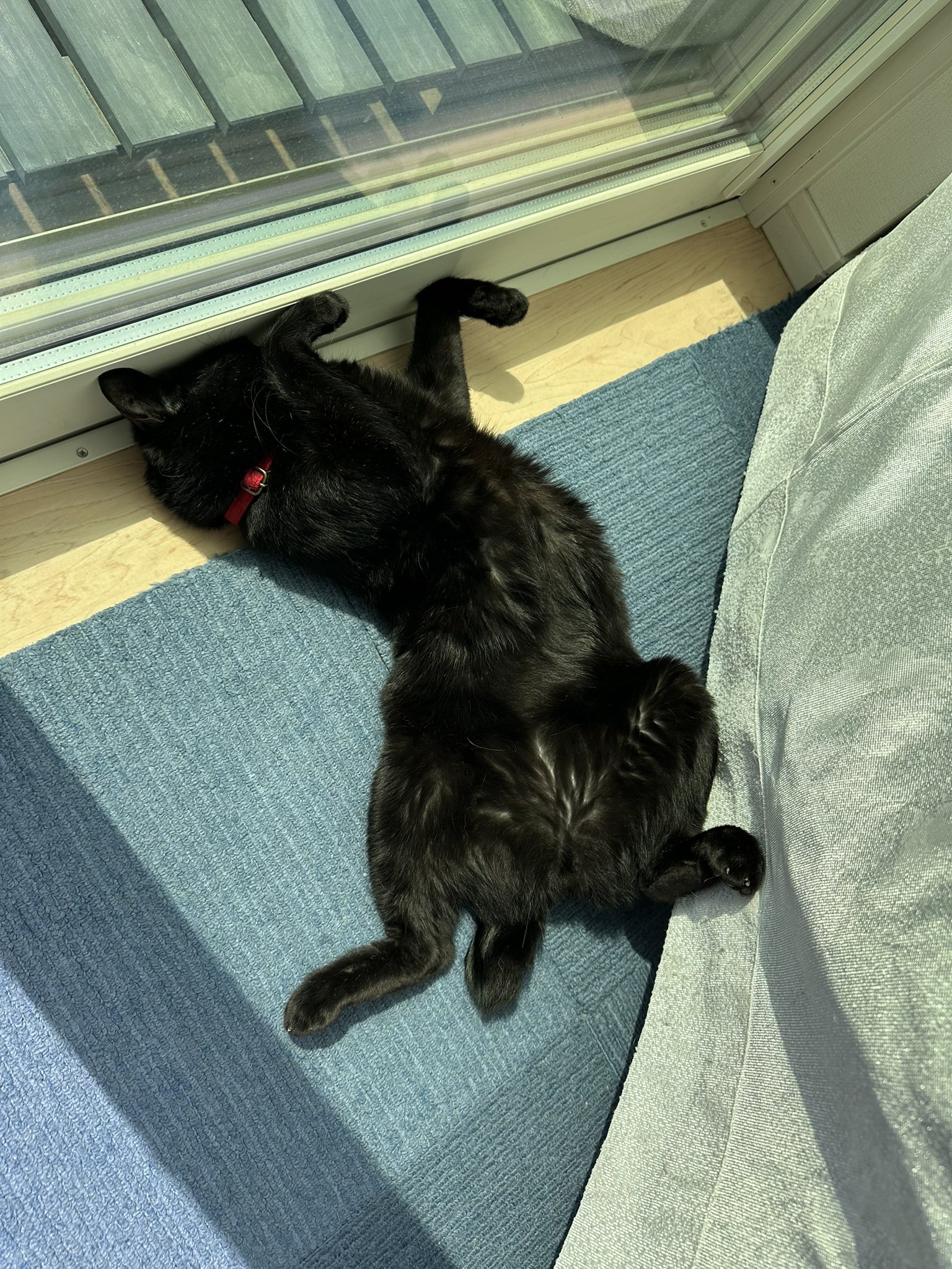 つくねちゃん、春なのにモコモコ、毛の密度が増してる気がします
