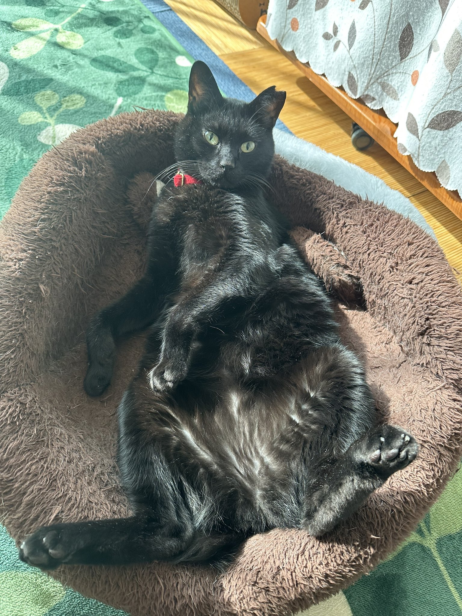 黒猫 on X: 黒猫 on X: