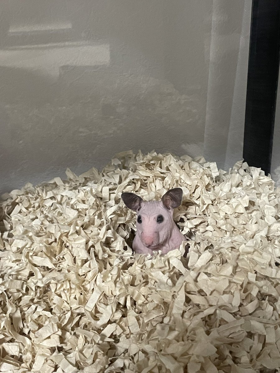 久しぶりの投稿！
本日は地底から生えてきたハム助を観測できました🐹