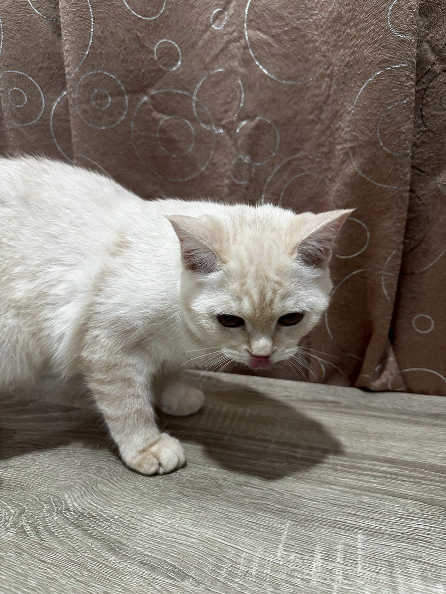 MoBooBerry's tweet image. หาบ้านให้น้องคับ ด่วนมากๆ
#หาบ้านให้แมว
#ขายแมว #ตลาดแมว #หาบ้านให้แมว #แมวหาบ้าน #ขายแมวสก็อตติช #สก็อตติชโฟลด์ #Scottish #scottishfold