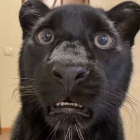 FURIA NO OFF SEASON // FURIA NO VCT